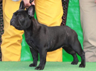 その他犬種